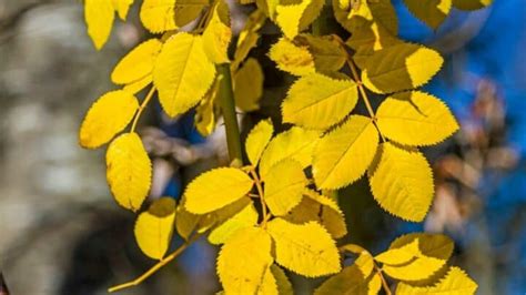 8 Reasons for Yellow Leaves on Roses