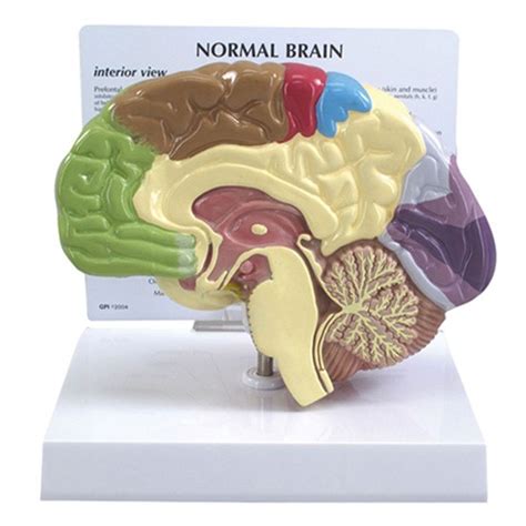 Half Brain Model 2950 Motor Sensory Areas Of Brain Gpi Anatomicals