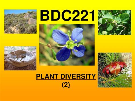 Ppt Plant Diversity 2 Powerpoint Presentation Free Download Id