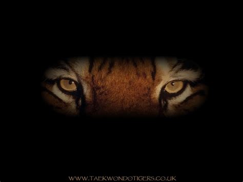 Trends For Wallpaper Tiger Eyes In The Dark Images