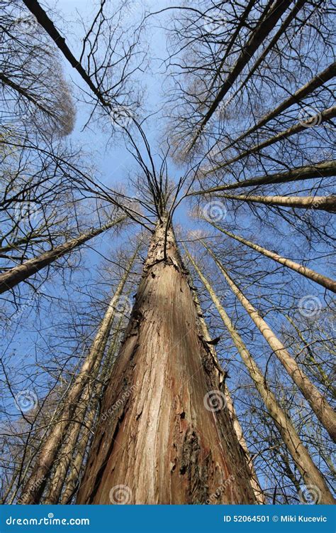Tree Stock Image Image Of Tree View Lookup Perspective 52064501