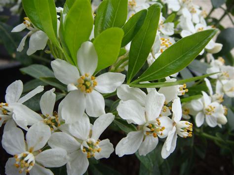 Maybe you would like to learn more about one of these? Arbustes à feuillage persistant pour terrasse - fleur de ...
