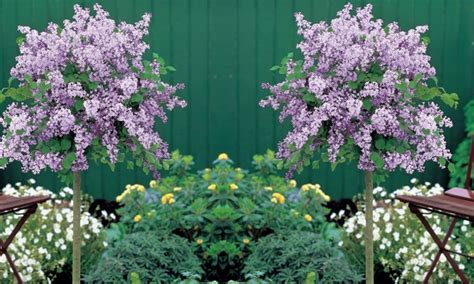 Dwarf korean lilac flowering shrub is ideal for borders, hedges, mass plantings or cutting gardens · spreading growth habit displays fragrant, pale lilac flowers . Dwarf Scented Korean Lilac Tree | Groupon Goods