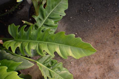 These plants are in 4 pots. Philodendron Jungle Boogie - Brian's Botanicals
