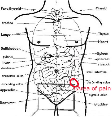 Pain Left Lower Abdominal Ask A Doctor Free Doctors