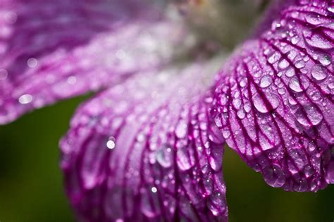 Flower Photos Lovely Purple Flower And Dew Drops