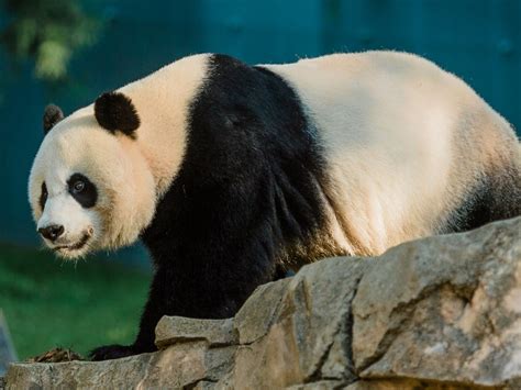 Giant Panda Mei Xiang Is Not Pregnant Smithsonian Institution
