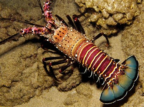 Banded Spiny Lobster Panulirus Marginatus Maui Hawaii Photo 1