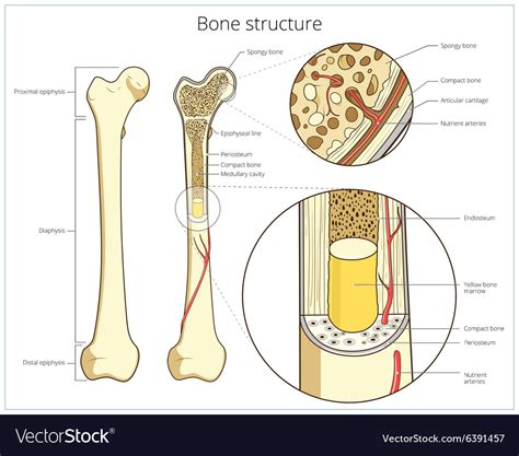 Structure Of Bone Gambaran