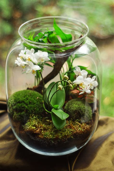 How To Make A Self Contained Terrarium Latest Guide 2021