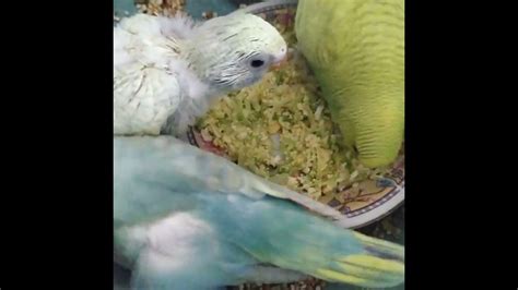 Budgie Singing To Mirror Parakeet Sounds Shorts Business Parrot