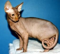 Choosing your perfect feline companion. Hypoallergenic Cat Breeds List with Pictures