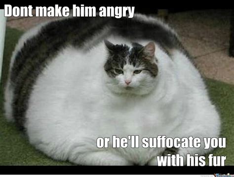 Dont Make Him Angry Funny Fat Cat Picture