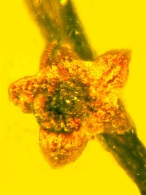 Oldest Evidence Of Sex In Flowering Plants Bbc News