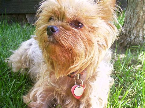 She is a 6 year old terrier mix that was found as a stray and surrendered to the. AUSTRALIAN SILKY TERRIER PUPPIES FOR SALE. PUPPIES FOR ...