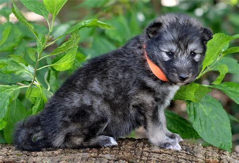 These can cause their behavior patterns to be less predictable when compared to the dog or the wolf. WOLFDOG PUPPY LOVE - WOLFDOG WOLF HYBRID PUPPIES FOR SALE ...