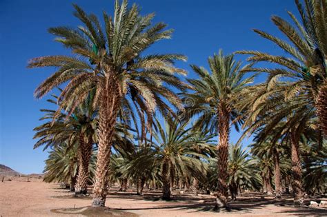 We did not find results for: Date palm farm stock image. Image of tree, tall ...