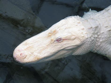 Albinism is caused by lack of enzymes in melanin that leads to pigment deficiency. Albino Animals: Life Without Melanin | Backyard Zoologist