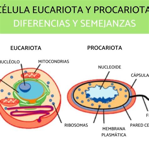 Los Dos Tipos De Celulas Eucariotas Amoci