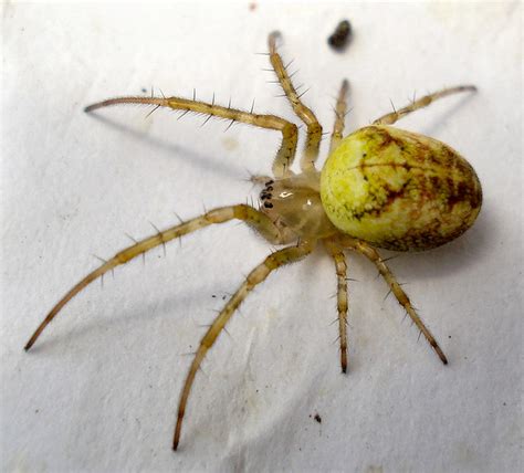 Dsc00095 British Spiders Mick Talbot Flickr
