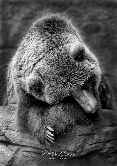 Bashful Bear Photograph By Kevin Mccarville Fine Art America