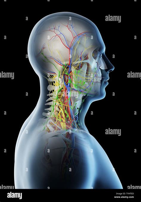 Venas Y Arterias Cuello Fotos E Imágenes De Stock Alamy