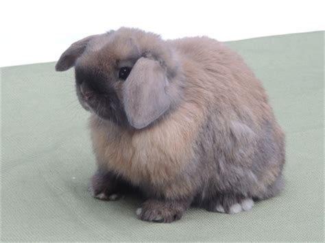 How big do dwarf bunnies get? Holland Lops - Fairy Tail Rabbitry