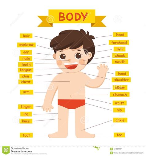 Human body parts vocabulary in spanish vector illustration. Illustration Of Boy Body Parts Diagram. Stock Vector ...