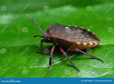 Macro Photo Of Shield Bug On Green Leaf Stock Photo Image Of Edge
