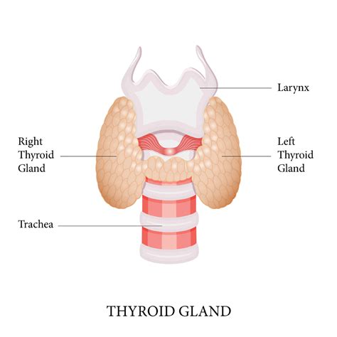 Thyroid Surgery Dr Jamie Ryan