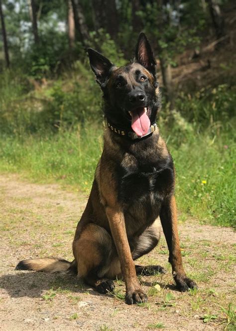 Browse our selection of reputable breeders in pa, ohio, indiana and more. MALINOIS PUPPIES FOR SALE / malinois / tervueren