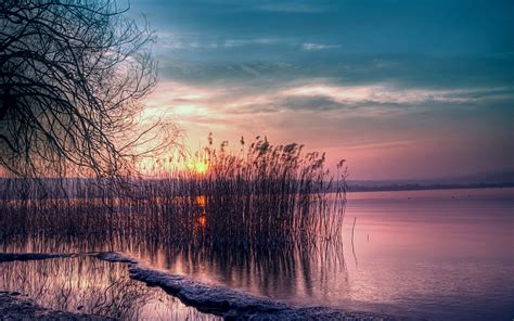 Crepúsculo Hermoso Paisaje Lago Tranquilo Caña Puesta Del Sol Fondos