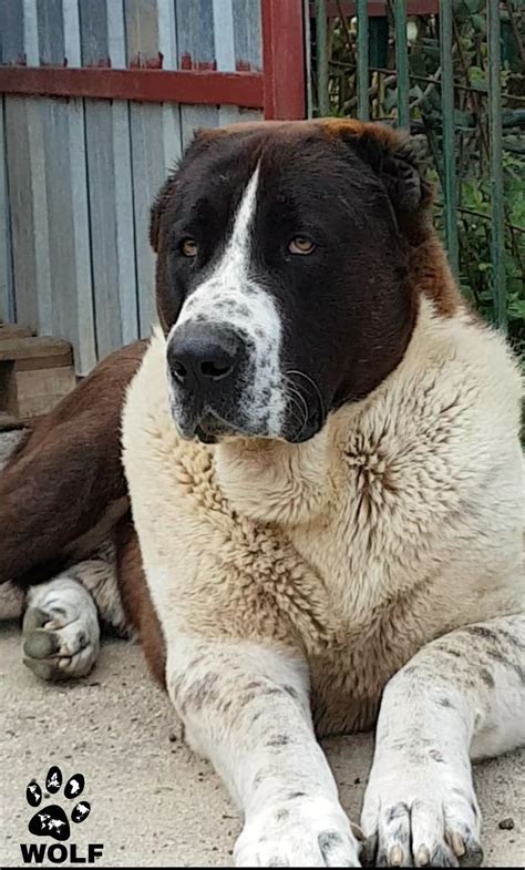 Als erwachsene hunde haben sie einen „bearish kopf mit einer großen nase. Alabai Welpen : Der Russische Prasident Wladimir Putin ...