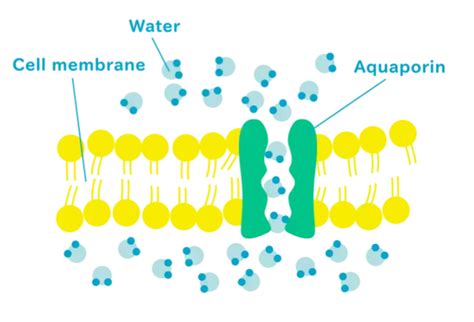 What Is The Difference Between Forward And Reverse Osmosis Aquaporin