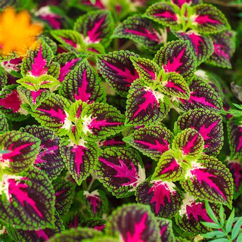 Coleus Rainbow Seeds Coleus Hybridus 15 Seeds Garden Seeds Market