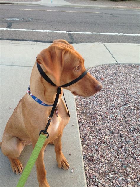 We did not find results for: Doggie Steps Training Review - Hungry Hobby