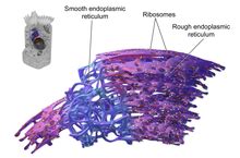 The rough endoplasmic reticulum synthesizes proteins; Endoplasmic reticulum - Wikipedia