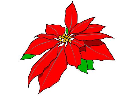 Bild Weihnachtsstern - Kostenlose Bilder Zum Ausdrucken - Bild 20343.