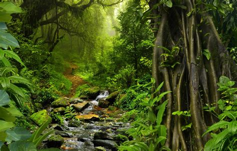 Wallpaper Greens Forest Trees Tropics Stream Stones Foliage Moss