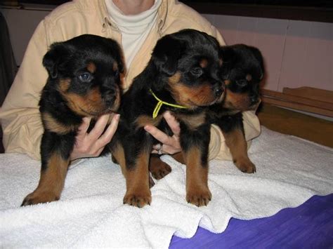 All aspirant rottweiler owners wish to get home german rottweiler pups because of their reputation. Real German Rottweiler Puppies FOR SALE ADOPTION from Circleville New York Orange @ Adpost.com ...