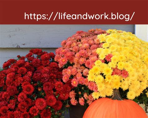 How To Plant And Care For Fall Mums