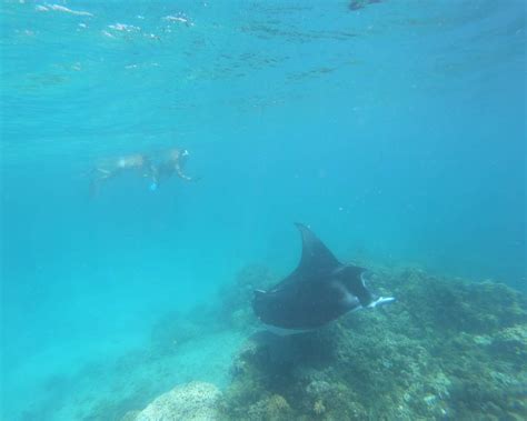 Bora Bora Snorkeling Map Lagoon Tour Manta Rays Anau Site