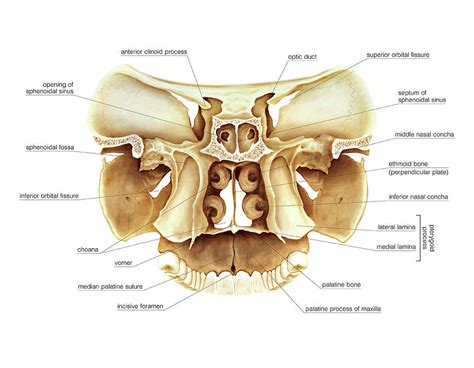Cranium Sections Photograph By Asklepios Medical Atlas Fine Art America