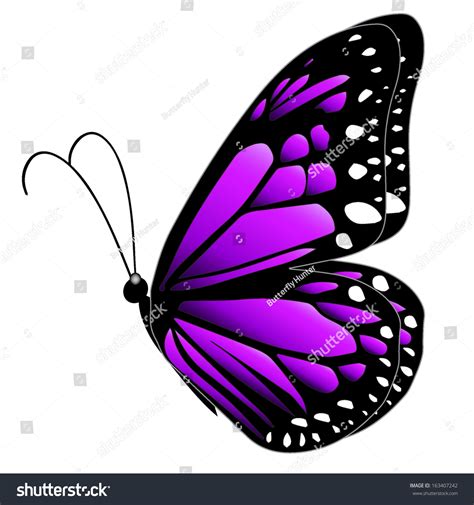 Illustration Purple Butterfly Flying On White Stock Vector 163407242