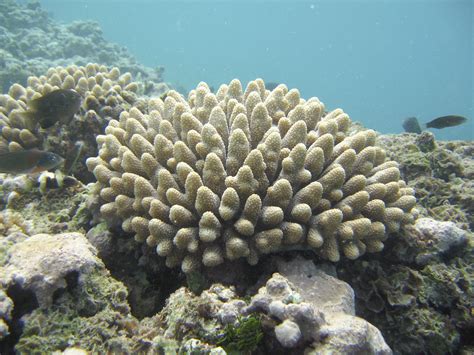 Fileacropora Coral Ffs Wikipedia