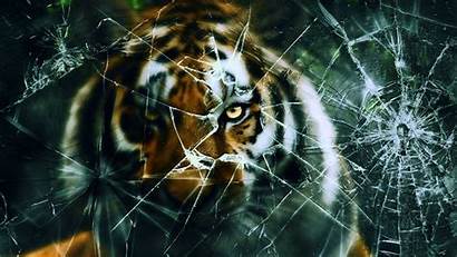 Broken Screen Wallpapers Tiger Cracked Glass Crack