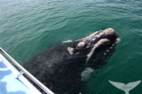 Walker Bay Whale Season Starts Soon Africa Geographic