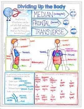 Intro To Human Anatomy And Physiology Doodle By Suburban Science