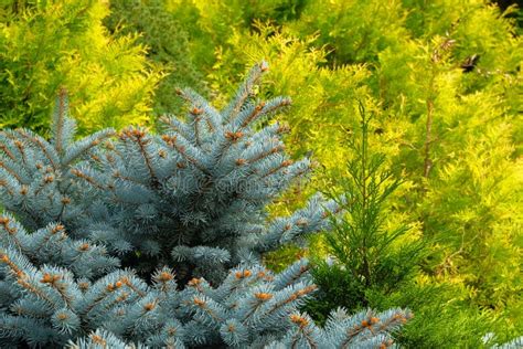 Blue Spruce And Green Cypress In Garden Store Blue Spruce Branches