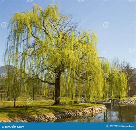 Weeping Willow Tree In The Park Stock Image Image Of Grass Green 17577099